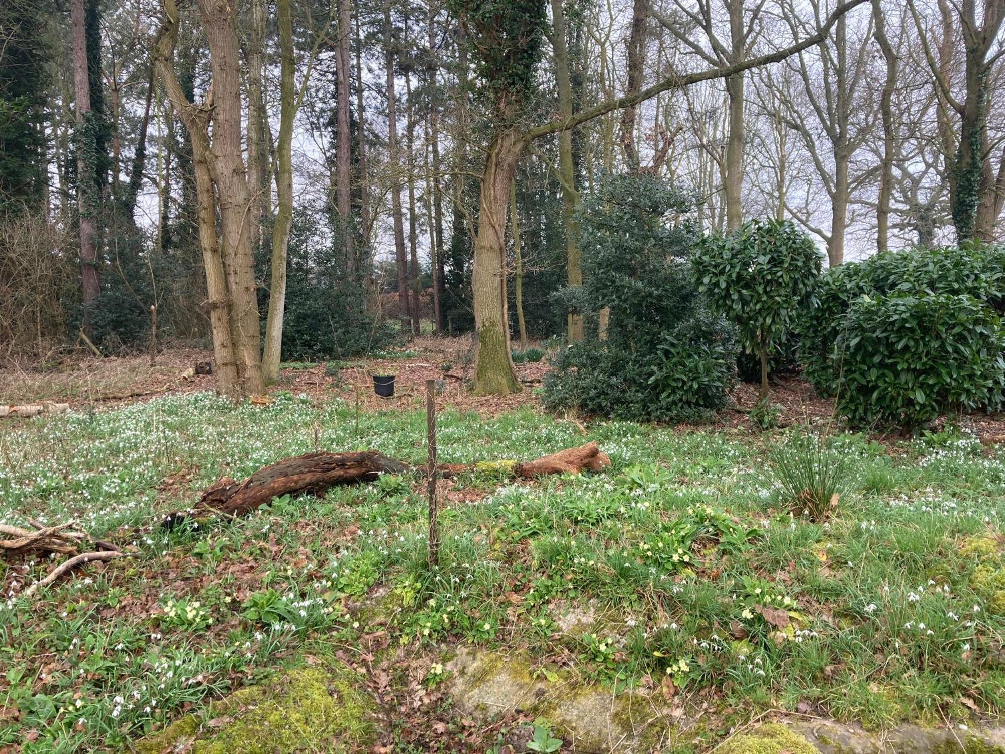 Woodland Retreat, Market Lane, Blundeston, Lowestoft Exteriör bild